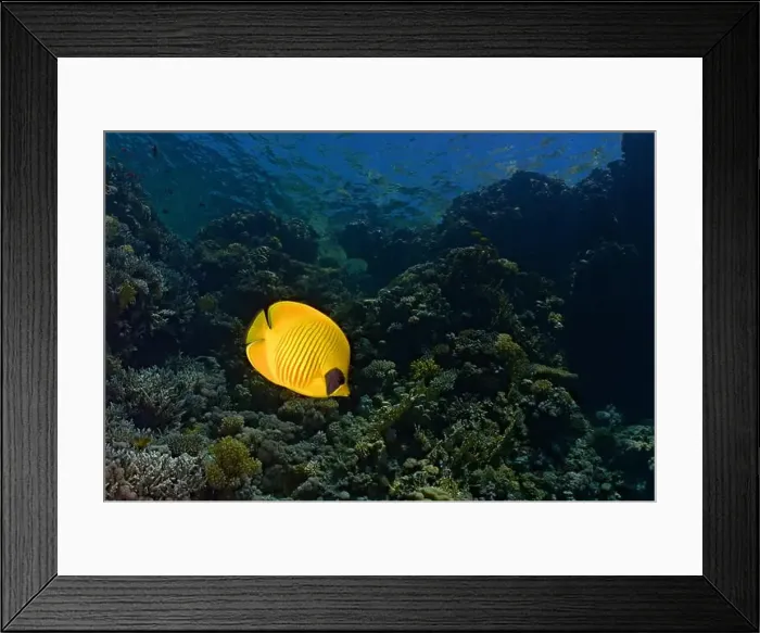 Framed Print : Chaetodon semilarvatus - masked butterflyfish