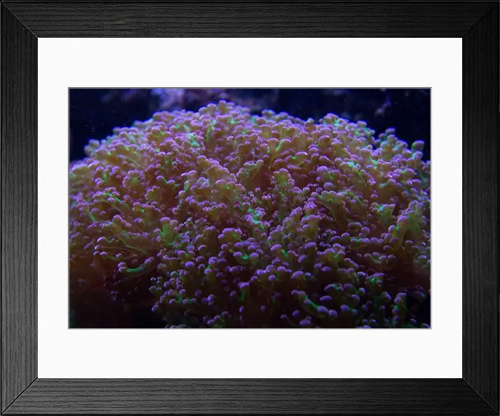 Framed Print : Big Hairy Mushroom soft coral - (Rhodactis howesii) Framed Print : Big Hairy Mushroom soft coral - (Rhodactis howesii)