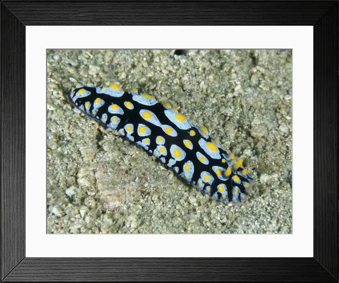 Framed Print : Colourful sea creature with blue-yellow pattern Framed Print : Colourful sea creature with blue-yellow pattern