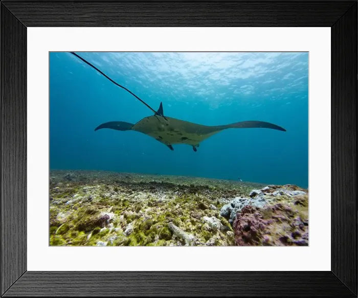 Framed Print : Manta Ray Swimming at Makassar Reef, also called Manta Point at Komodo National Park in Flores, Indonesia Framed Print : Manta Ray Swimming at Makassar Reef, also called Manta Point at Komodo National Park in Flores, Indonesia