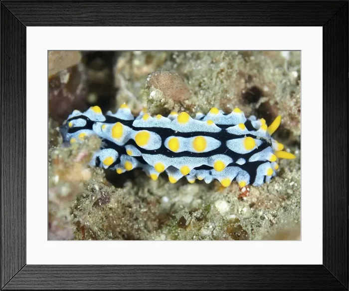 Framed Print : A blue and yellow nudibranch with distinctive patterns Framed Print : A blue and yellow nudibranch with distinctive patterns