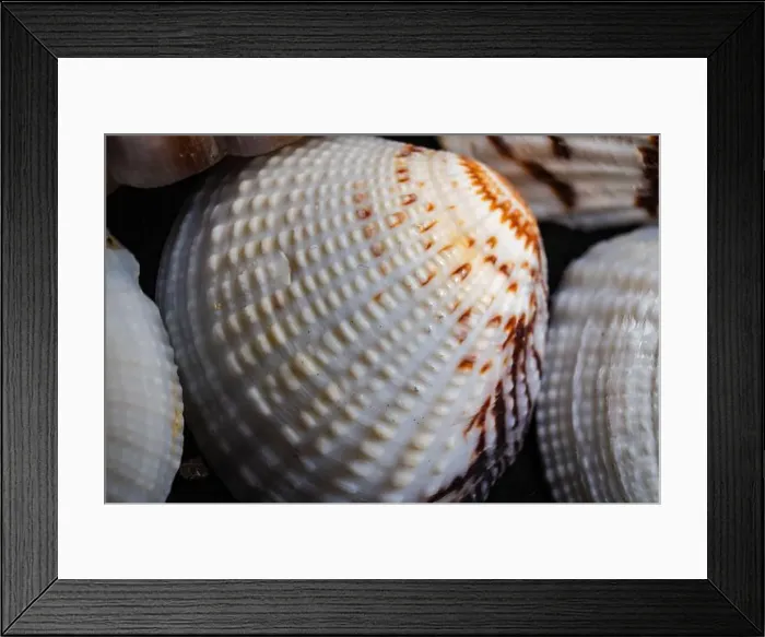 Framed Print : Close-up of intricate shell textures showcasing natural patterns and colors found on the beach