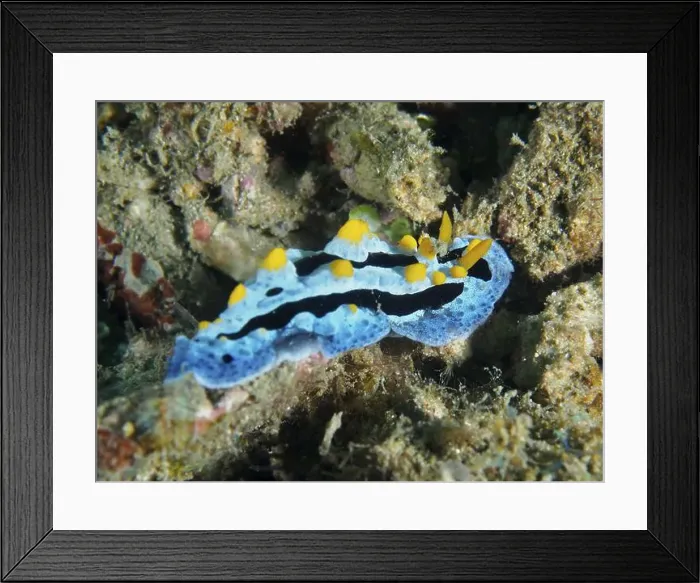 Framed Print : A blue and yellow sea snail, Adriatic wart slug (Phyllidia varicosa) Framed Print : A blue and yellow sea snail, Adriatic wart slug (Phyllidia varicosa)