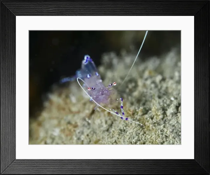 Framed Print : A delicate, translucent shrimp Framed Print : A delicate, translucent shrimp