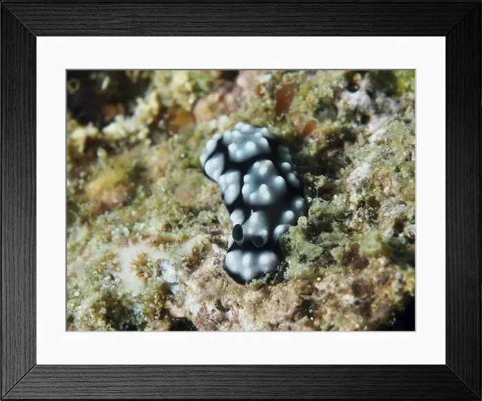 Framed Print : Small black and white spotted nudibranch Framed Print : Small black and white spotted nudibranch