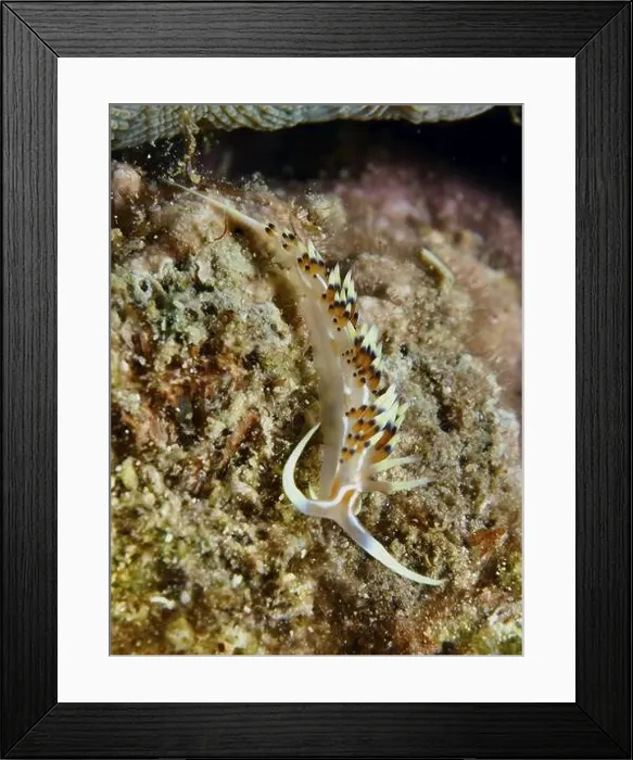 Framed Print : Delicate, long-limbed sea snail with colourful dots Framed Print : Delicate, long-limbed sea snail with colourful dots