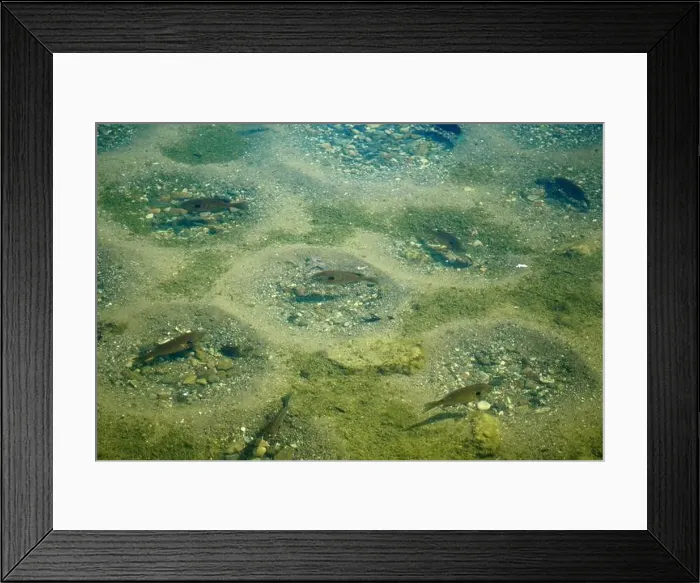 Framed Print : Several Bluegills guarding their nests in a lake in Michigan Framed Print : Several Bluegills guarding their nests in a lake in Michigan