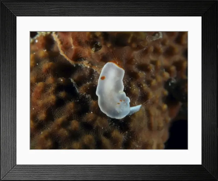 Framed Print : Delicate white nudibranch with orange dots