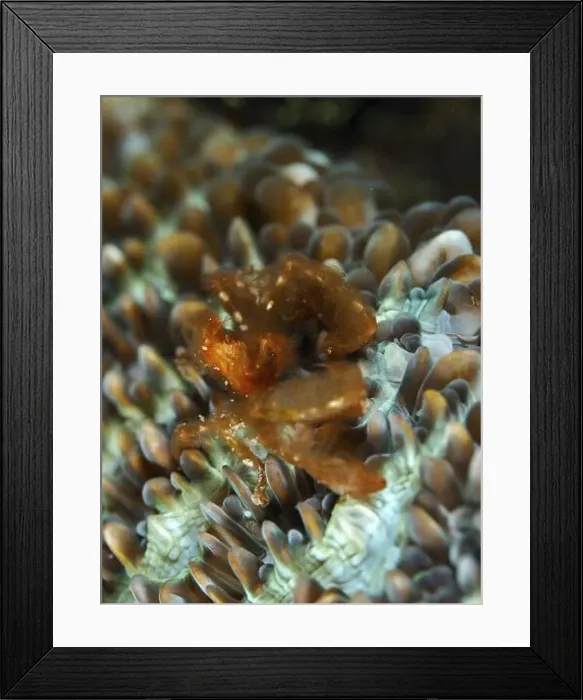 Framed Print : Orange crab, orang-utan crab (Achaeus japonicus) Framed Print : Orange crab, orang-utan crab (Achaeus japonicus)