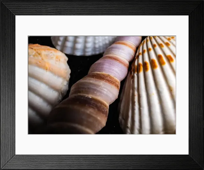 Framed Print : Close-up of various shell textures showcasing intricate patterns and colors found at the beach Framed Print : Close-up of various shell textures showcasing intricate patterns and colors found at the beach