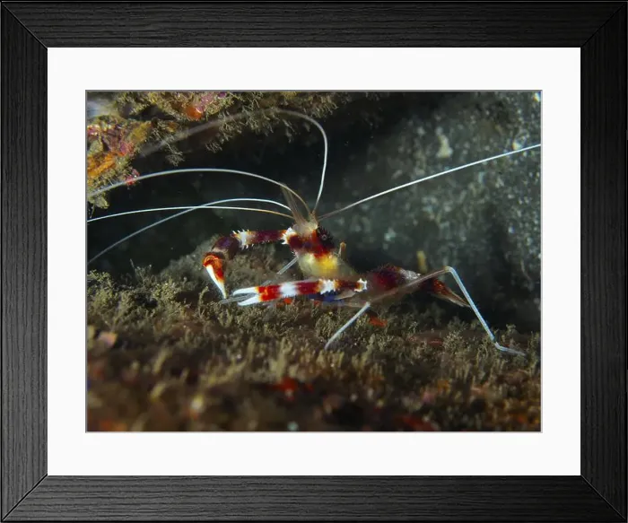 Framed Print : A striped Banded Coral Shrimp (Stenopus hispidus) in an underwater area with algae Framed Print : A striped Banded Coral Shrimp (Stenopus hispidus) in an underwater area with algae