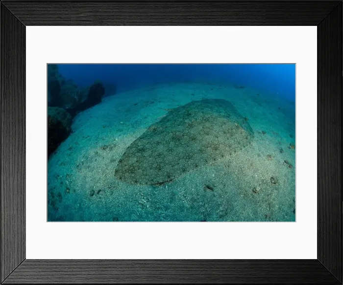 Framed Print : The butterfly ray rests placidly on the sandy bottom of the sea Framed Print : The butterfly ray rests placidly on the sandy bottom of the sea