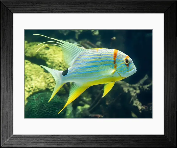Framed Print : Close-up view of a Sailfin snapper (Symphorichthys spilurus) Framed Print : Close-up view of a Sailfin snapper (Symphorichthys spilurus)