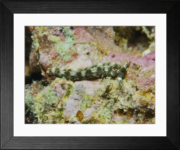 Framed Print : Striped sea snail, gracile thuridilla (Thuridilla gracilis) Framed Print : Striped sea snail, gracile thuridilla (Thuridilla gracilis)