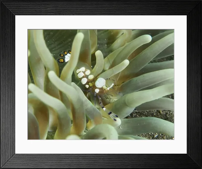 Framed Print : Transparent peacock anemone shrimp (Ancylocaris brevicarpalis) hiding between the tentacles of a sea anemone Framed Print : Transparent peacock anemone shrimp (Ancylocaris brevicarpalis) hiding between the tentacles of a sea anemone