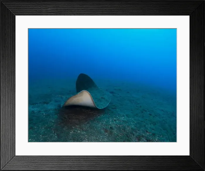 Framed Print : The butterfly ray moves over the sandy bottom of the sea Framed Print : The butterfly ray moves over the sandy bottom of the sea