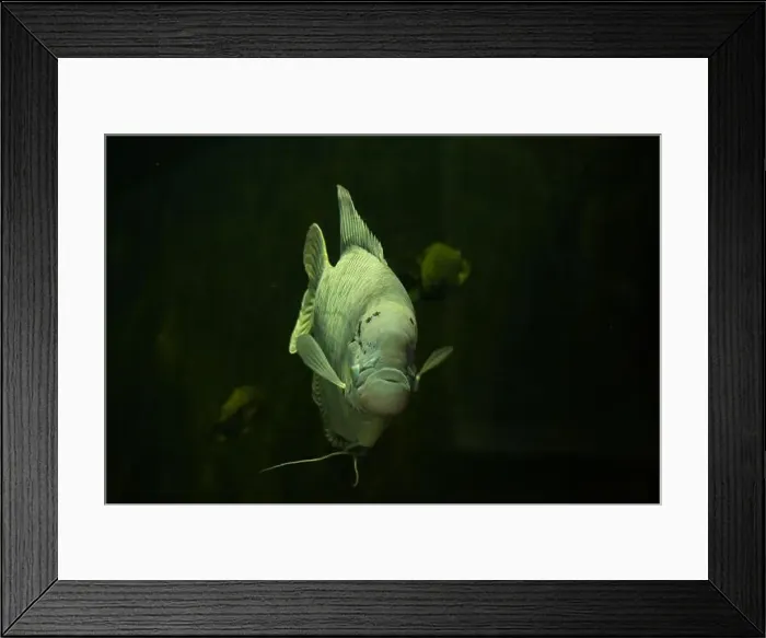 Framed Print : Giant gourami (Osphronemus goramy). Wild life animal Framed Print : Giant gourami (Osphronemus goramy). Wild life animal
