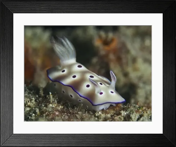 Framed Print : White spotted nudibranch, magnificent star snail (Hypselodoris tryoni) Framed Print : White spotted nudibranch, magnificent star snail (Hypselodoris tryoni)
