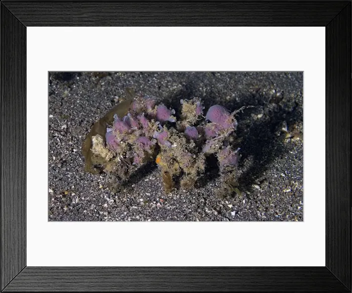 Framed Print : Camposcia retusa - decorator crab Framed Print : Camposcia retusa - decorator crab