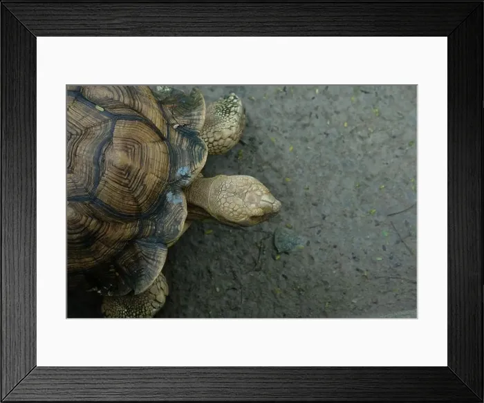 Framed Print : Turtles and daily activities Framed Print : Turtles and daily activities