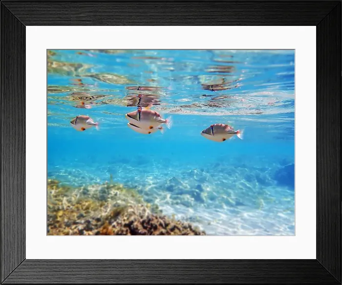 Framed Print : Assasi picasso triggerfish - Rhinecanthus assasi Framed Print : Assasi picasso triggerfish - Rhinecanthus assasi