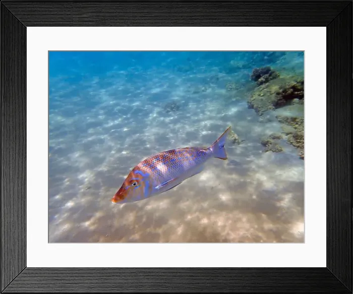Framed Print : Lethrinus nebulosus, the spangled emperor underwater into the Red sea Framed Print : Lethrinus nebulosus, the spangled emperor underwater into the Red sea