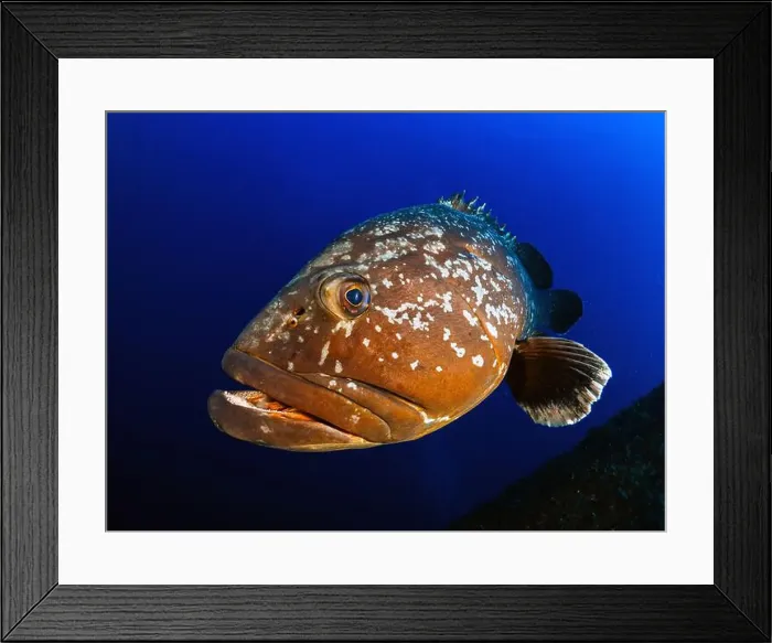 Framed Print : Close-up Dusky Grouper Epinephelous marginatus in Mediterranean sea Framed Print : Close-up Dusky Grouper Epinephelous marginatus in Mediterranean sea