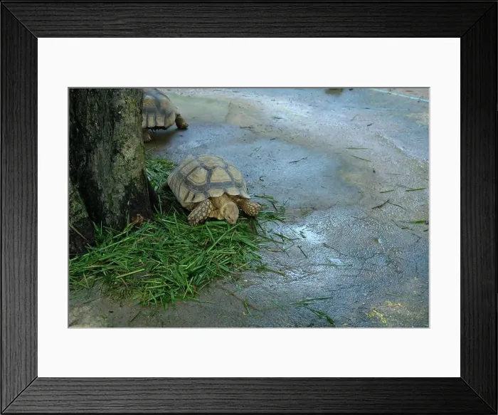 Framed Print : Turtles and daily activities Framed Print : Turtles and daily activities