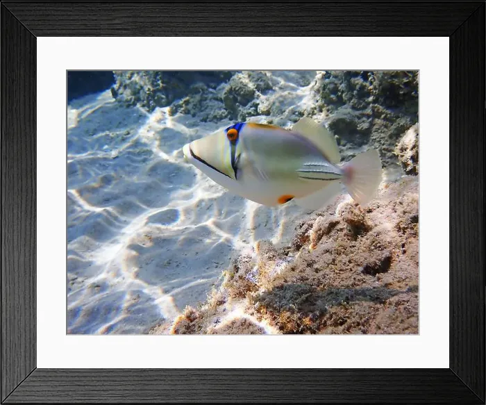 Framed Print : Assasi picasso triggerfish - Rhinecanthus assasi Framed Print : Assasi picasso triggerfish - Rhinecanthus assasi