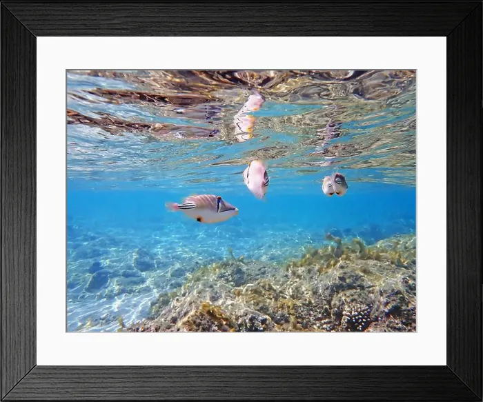 Framed Print : Assasi picasso triggerfish - Rhinecanthus assasi Framed Print : Assasi picasso triggerfish - Rhinecanthus assasi