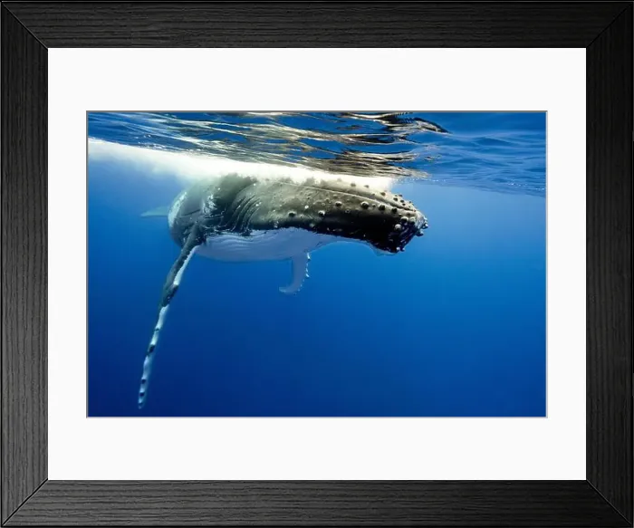 Framed Print : Humpback Whale (Megaptera novaeangliae) swimming underwater at water's surface, Vava'u, Tonga Framed Print : Humpback Whale (Megaptera novaeangliae) swimming underwater at water's surface, Vava'u, Tonga