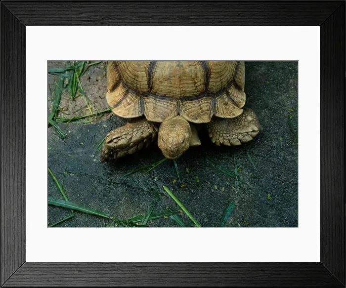 Framed Print : Turtles and daily activities Framed Print : Turtles and daily activities