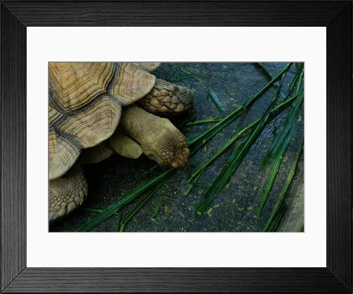 Framed Print : Turtles and daily activities Framed Print : Turtles and daily activities