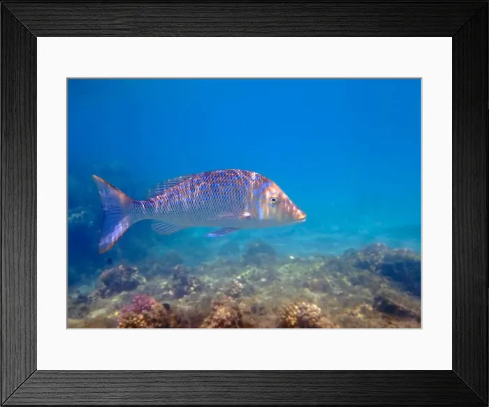Framed Print : Lethrinus nebulosus, the spangled emperor underwater into the Red sea Framed Print : Lethrinus nebulosus, the spangled emperor underwater into the Red sea