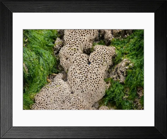 Framed Print : Underwater life in Arcachon bay, group of live mussels clams grownig on stones at low tide in Atlantic ocean close up Framed Print : Underwater life in Arcachon bay, group of live mussels clams grownig on stones at low tide in Atlantic ocean close up