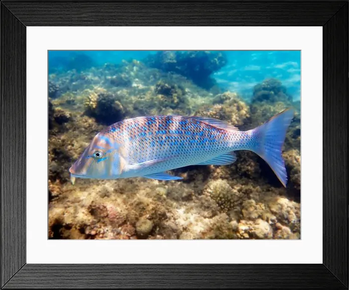 Framed Print : Lethrinus nebulosus, the spangled emperor underwater into the Red sea