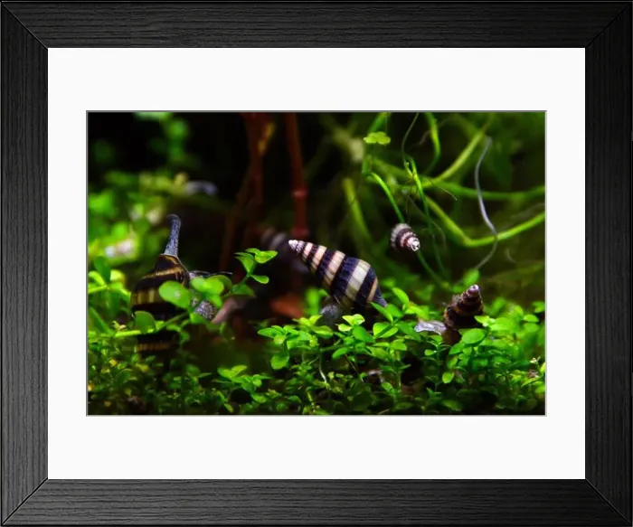 Framed Print : Anentome helena or assassin snail eating another snail Framed Print : Anentome helena or assassin snail eating another snail