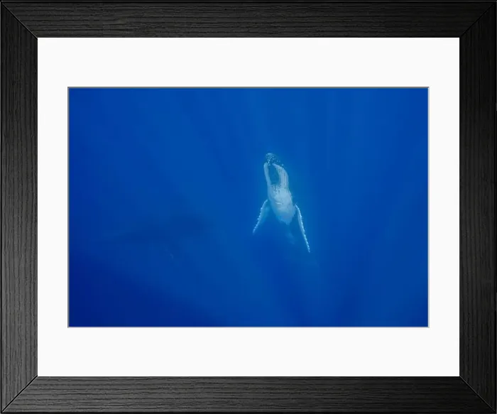 Framed Print : Humpback Whale (Megaptera novaeangliae) swimming underwater with her calf, Vava'u, Tonga