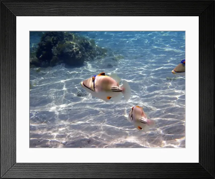 Framed Print : Assasi picasso triggerfish - Rhinecanthus assasi
