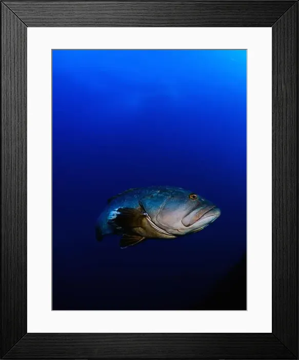 Framed Print : Close-up Dusky Grouper Epinephelous marginatus in Mediterranean sea Framed Print : Close-up Dusky Grouper Epinephelous marginatus in Mediterranean sea