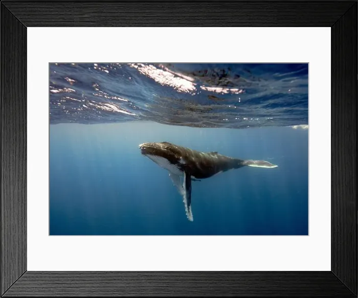 Framed Print : Humpback Whale (Megaptera novaeangliae) swimming underwater below the water's surface, Vava'u, Tonga Framed Print : Humpback Whale (Megaptera novaeangliae) swimming underwater below the water's surface, Vava'u, Tonga