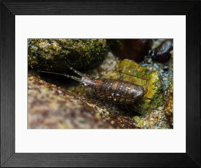 Framed Print : Close-up of a Sea Roach navigating rocks in the intertidal zone Framed Print : Close-up of a Sea Roach navigating rocks in the intertidal zone