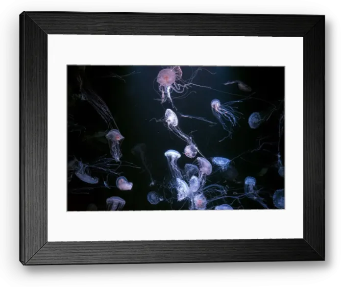 Framed Print : Group of Atlantic sea nettle, Chrysaora quinquecirrha Framed Print : Group of Atlantic sea nettle, Chrysaora quinquecirrha