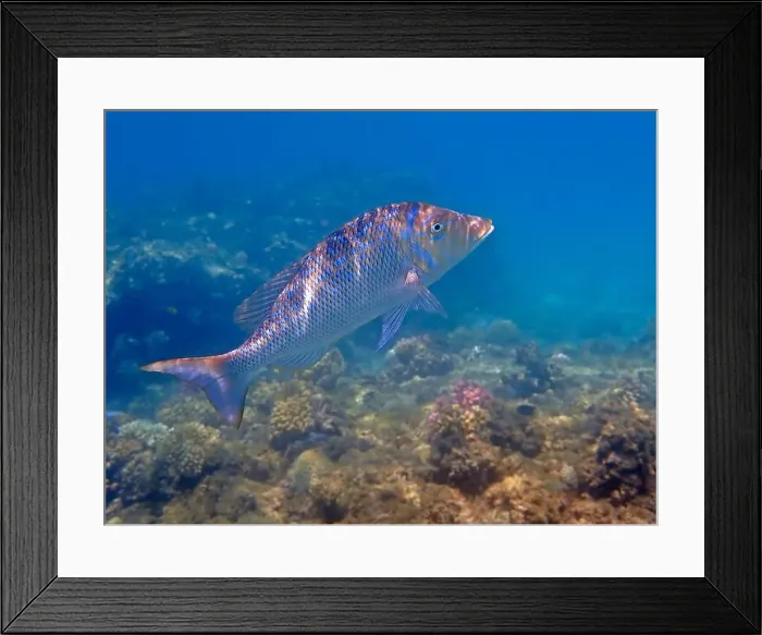 Framed Print : Lethrinus nebulosus, the spangled emperor underwater into the Red sea
