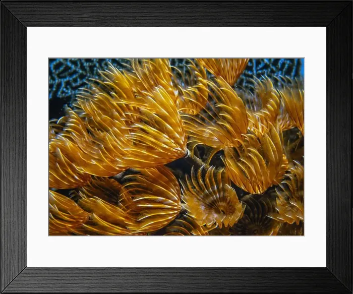Framed Print : Schizobranchia insignis is a marine feather duster worm Framed Print : Schizobranchia insignis is a marine feather duster worm