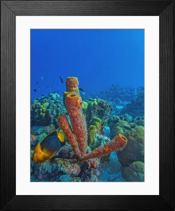 Framed Print : rock beauty, Holacanthus tricolor Framed Print : rock beauty, Holacanthus tricolor