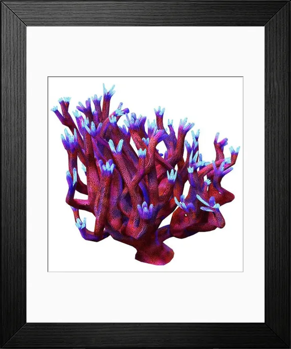 Framed Print : 3D rendering of a red staghorn coral isolated on white background Framed Print : 3D rendering of a red staghorn coral isolated on white background