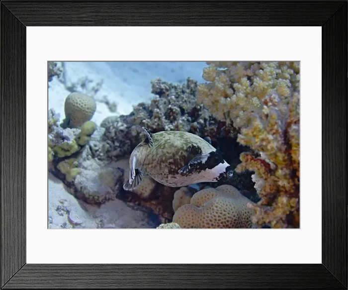 Framed Print : Arothron diadematus - masked pufferfish Framed Print : Arothron diadematus - masked pufferfish