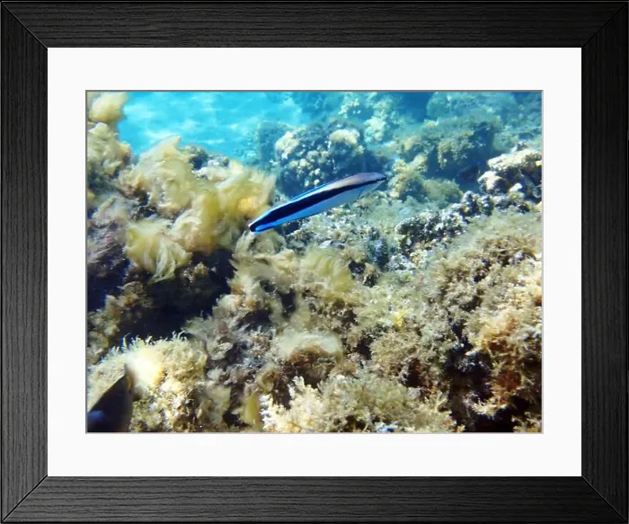 Framed Print : Bluestreak cleaner wrasse (Labroides dimidiatus), underwater photography Framed Print : Bluestreak cleaner wrasse (Labroides dimidiatus), underwater photography