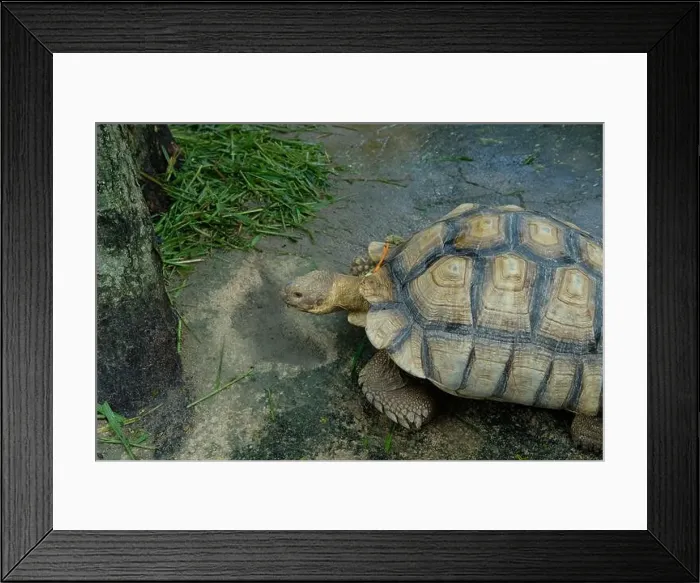 Framed Print : Turtles and daily activities Framed Print : Turtles and daily activities